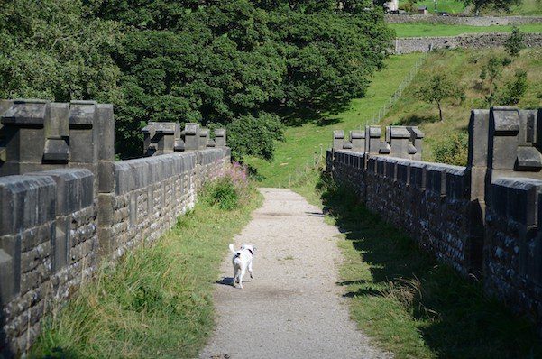 DALES WAY Daisy crossing the Barden Aqueduct at the end of Strid Woods