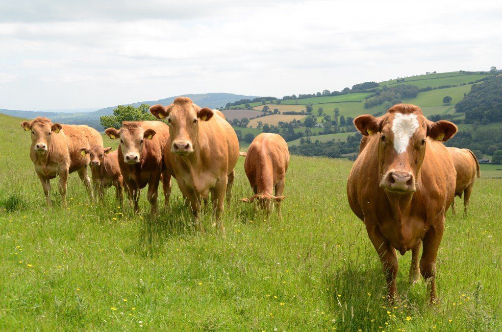 Offa's Dyke Path, Guernsey Cattle staring at the camera