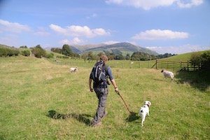 Trekker with Daisy the dog on a lead walking away from the camera through a field of sheep