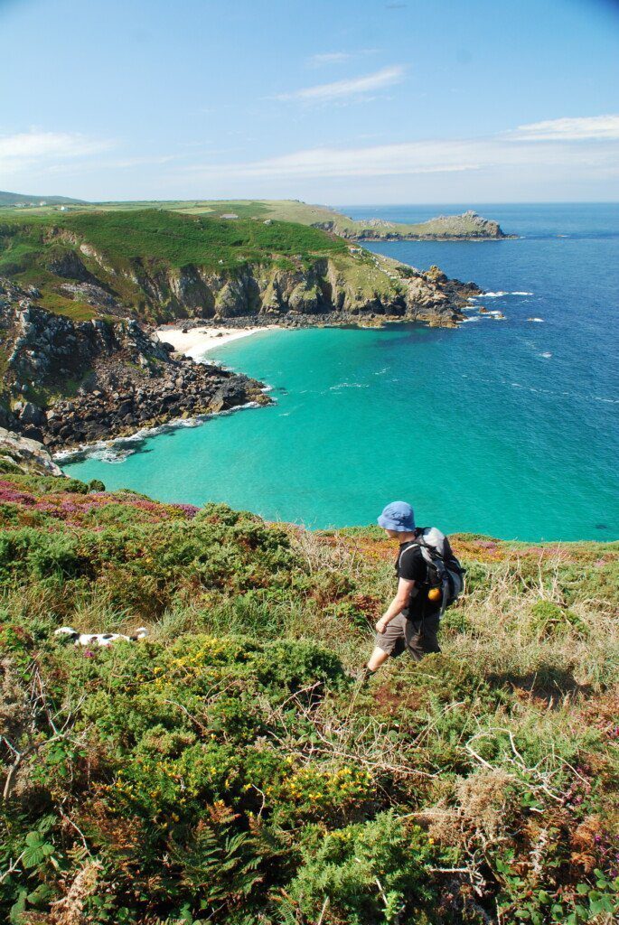 Hiker walking past azure sea on the Cornish Coast with Daisy the Dog running ahead of him, almost hidden by heather on the cliffs. 