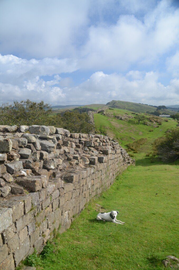 Daisy the dog lies on the grass next to a sizeable chunk of Hadrian's Wall at Walltown Quarry. 