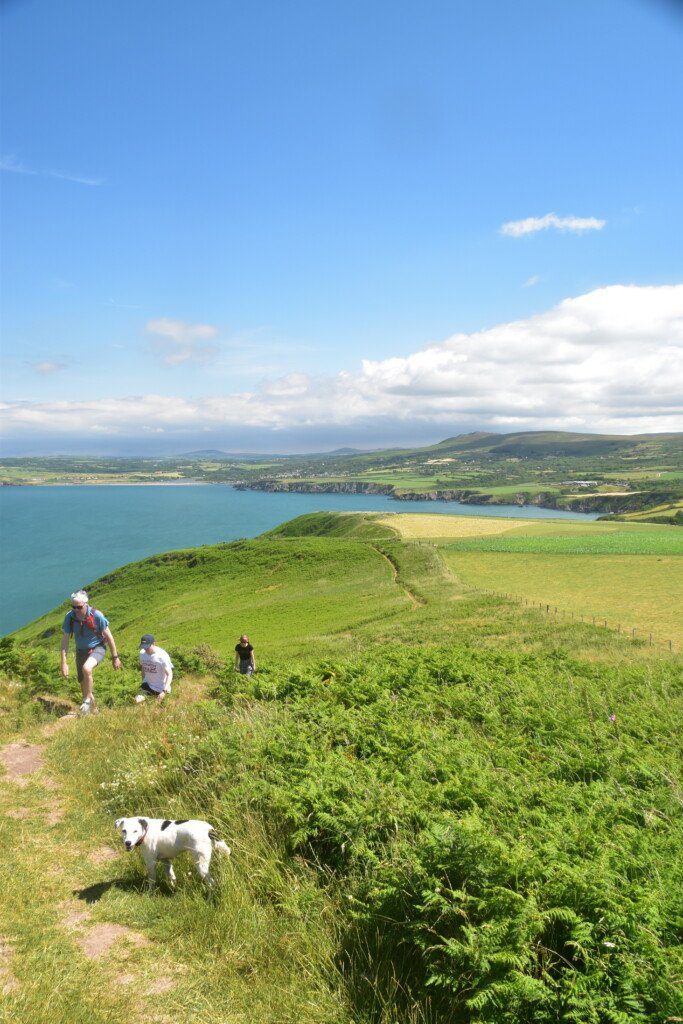 Three trekkers slowly make their way up Dinas Head while Daisy the Dog turns round to face the camera in the foreground