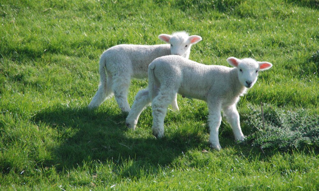 Two lambs in a field