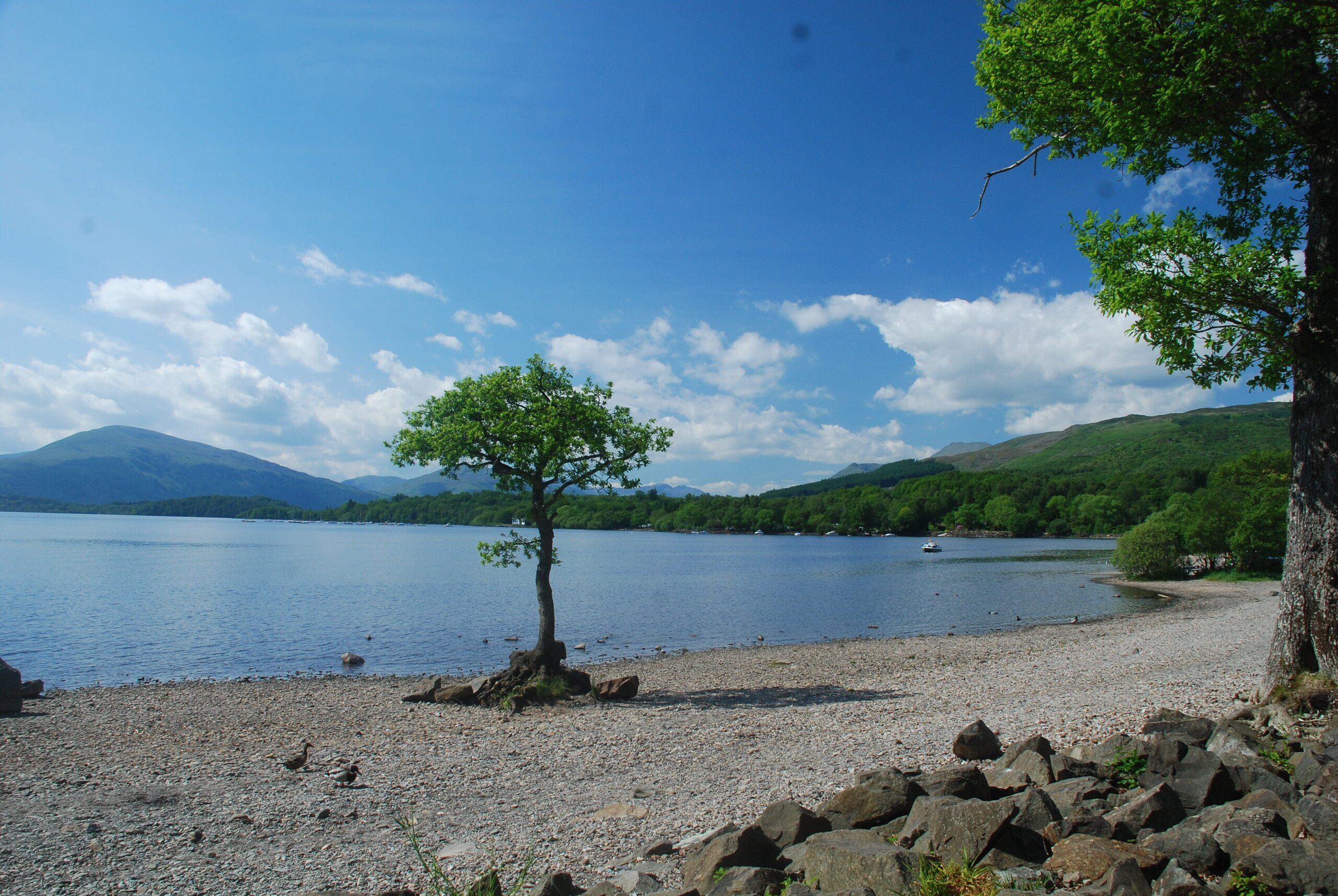Single tree standing on the shore of Loch Lomond, on the West Highland Way