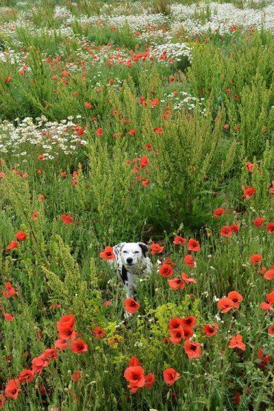 Daisy in a poppy field