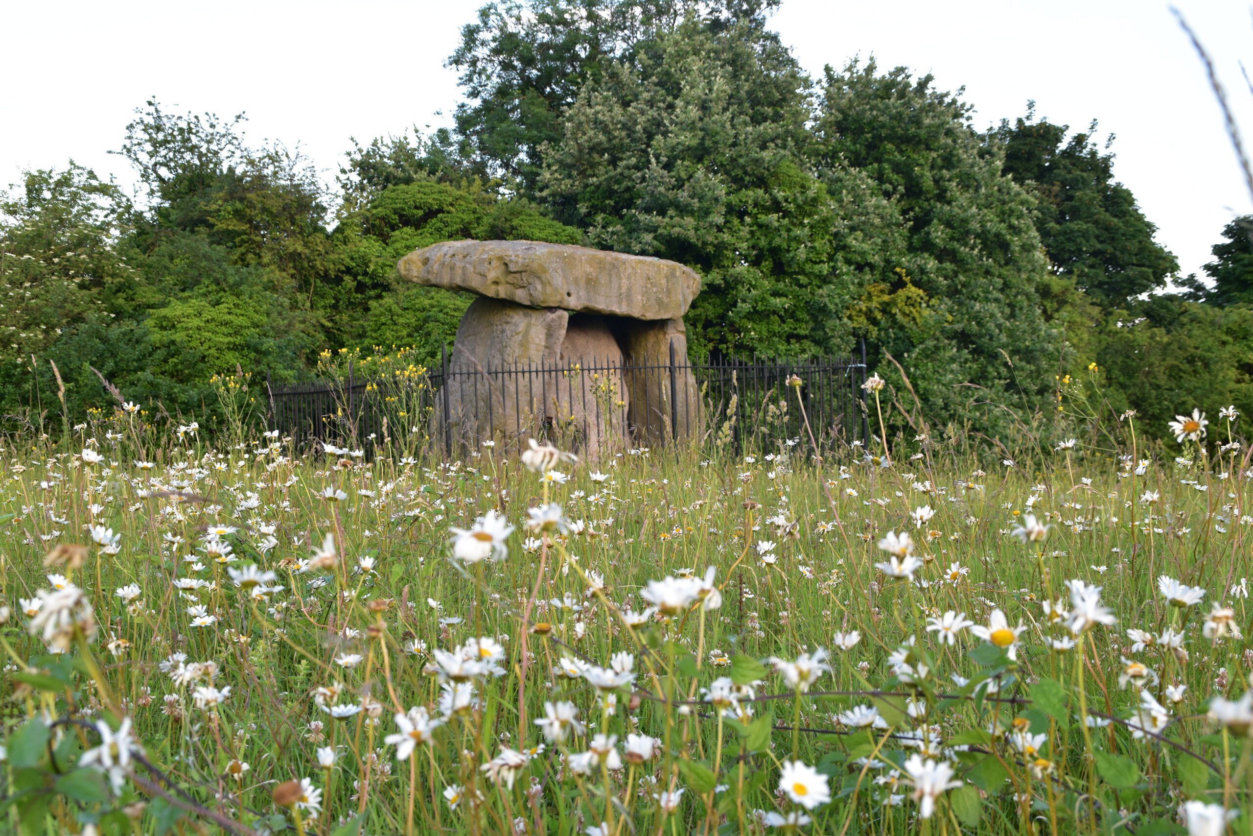 NORTH DOWNS WAY Kit's Coty, a Neolithic burial site, with daisies in the foreground