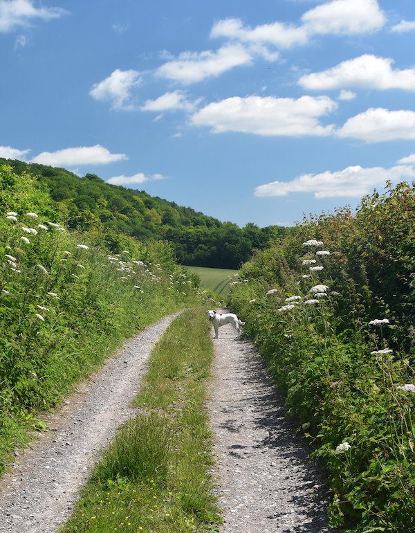 Cow parsley lines track of North Downs Way as Daisy the Dog looks back at the camera