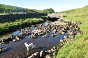Pennine Way, Daisy cools her paws in water by old stone bridge