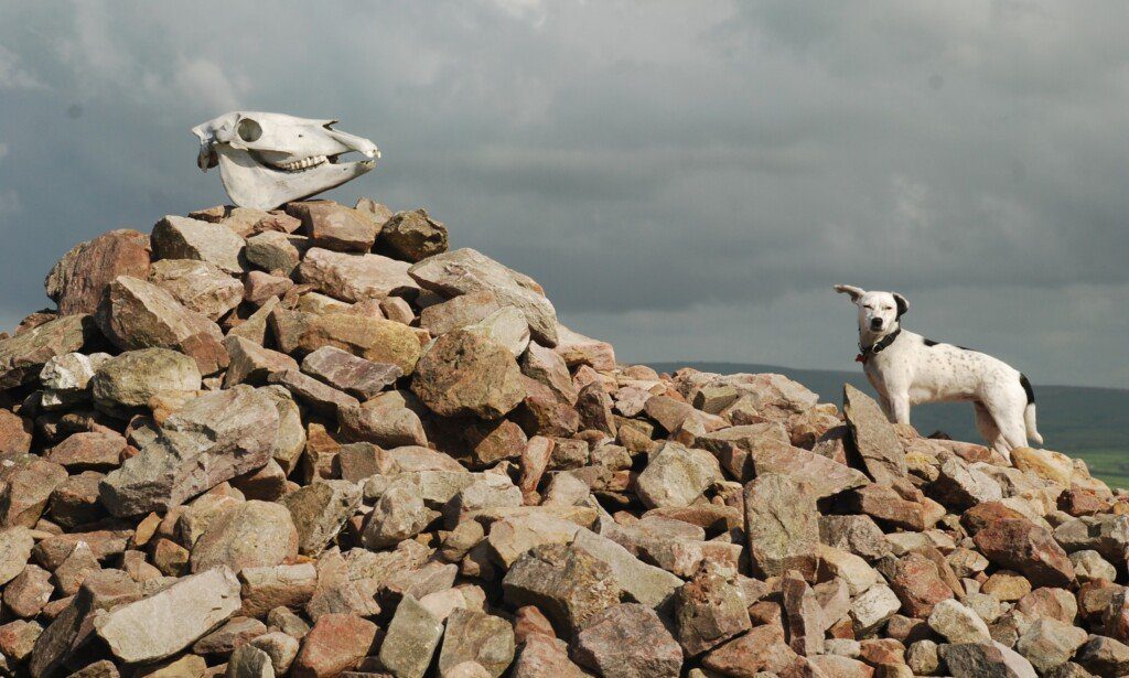 South-West Coast Path, Great Hangman, Exmoor, Daisy on a large rock cairn topped by a cow's skull