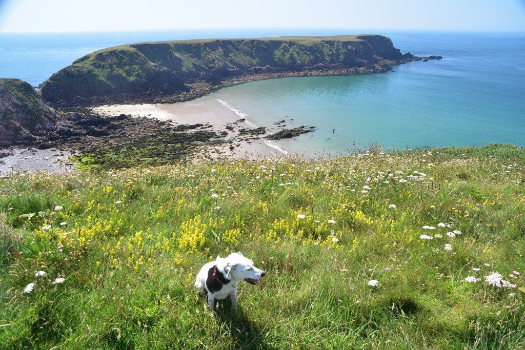 Daisy with back to sea, Pembrokeshire Coast Path