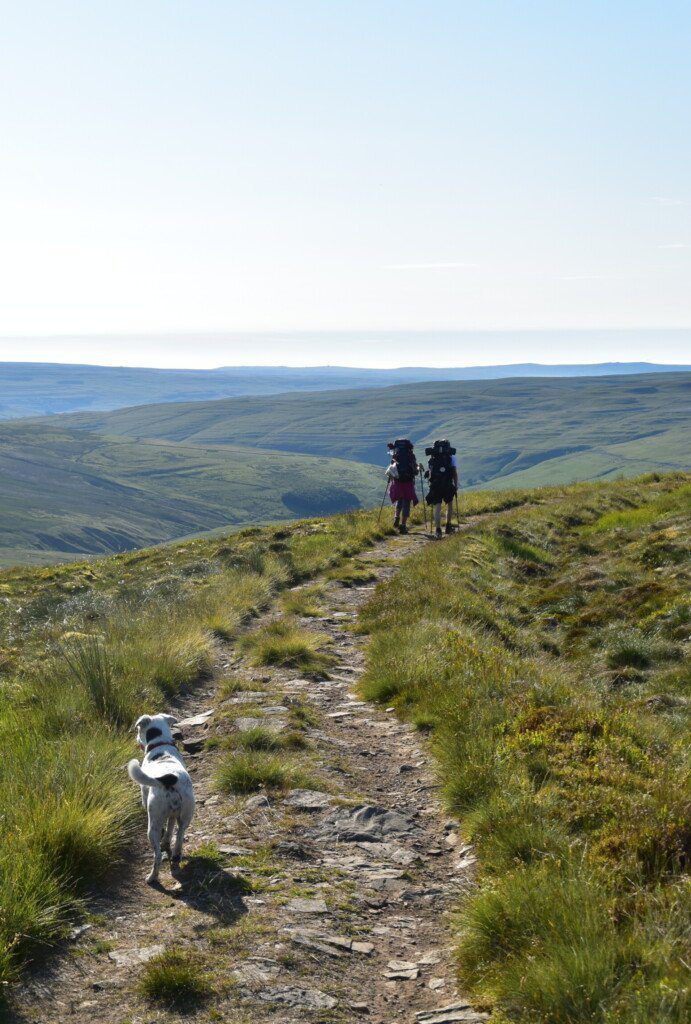 Two hikers with heavy bags marching with their back to the camera along a rough track atop a fell, with Daisy in the foreground
