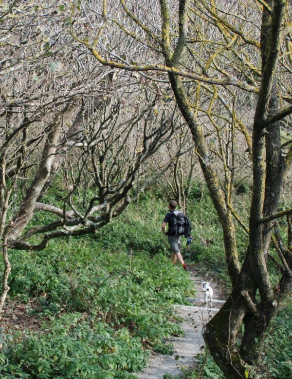 Hiker and dog on beautiful path through twisted forest on South-West Coast Path