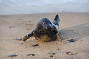 British wildlife, young seal pup on beach with flippers apart