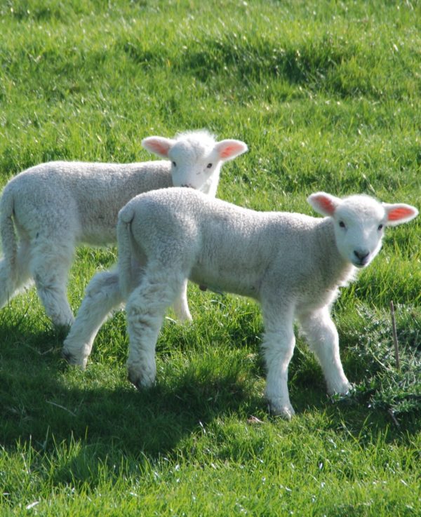 South-West Coast Path - two lambs facing camera