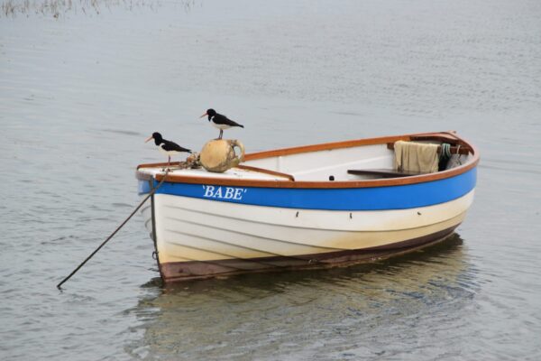 Two oystercatchers sitting on a small rowing boat caled 'Babe'