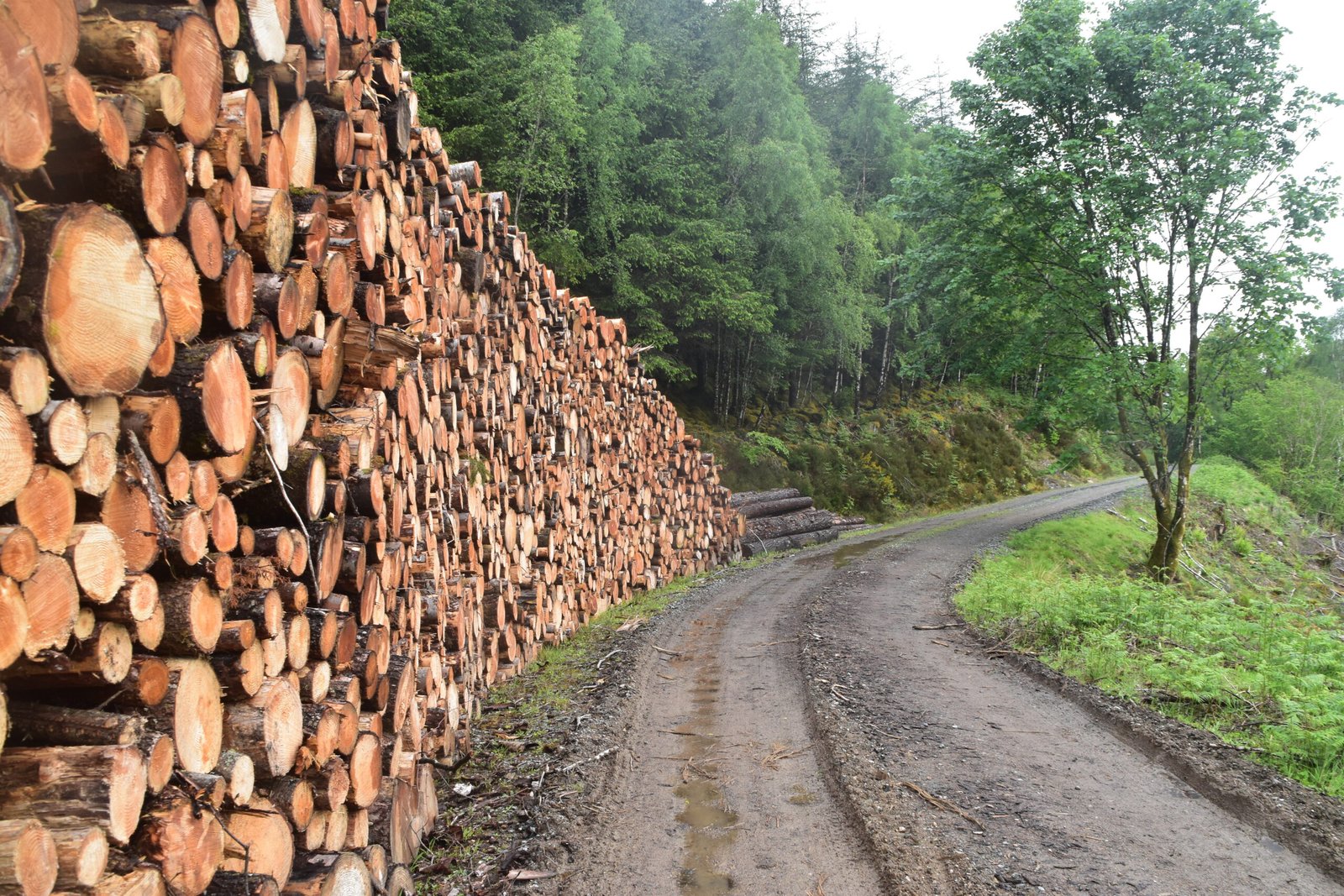 A huge log stack by the trail